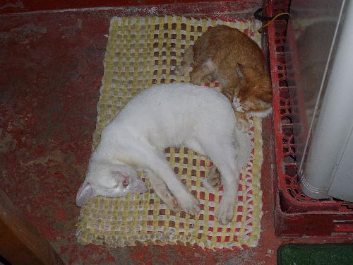 my cats - aren't they cute?