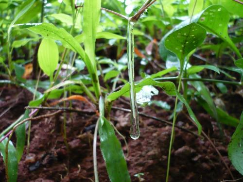Icy drop on a herb in a chilling morning... - Morning snap of a herb.. in winter season.
