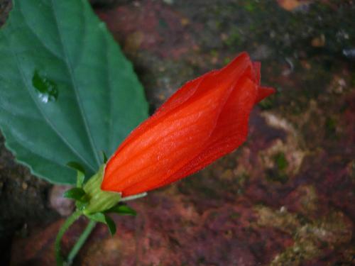 Waiting for a big day! - A hibiscus waiting to celebrate a big day! Good morning rosemallow!