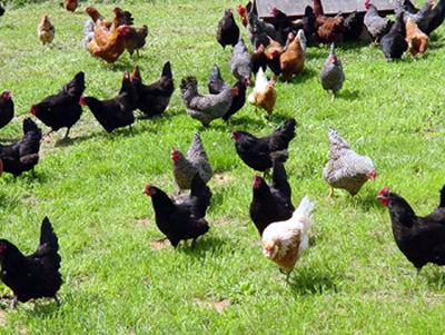 free range chickens - caged chickens are mushy