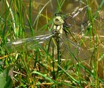 dragonfly - view