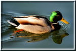 duck - view