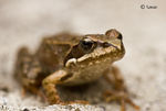 frog - view
