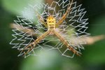 spider - work