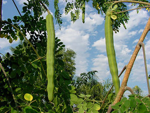 Moringa tree with the pods - Moringa tree with the long pods, very good for male organ.