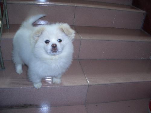 my poodle called haohao meaning lucky, great, good - Here is the photo of my poodle haohao. he is a very cute poodle and loves us so much. he is standing on the stairs seeing us off to work.