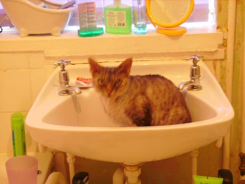 My Cat - Here's my cat. My boyfriend was in the bathroom and my cat decided to have a drink out of the tap. He's been so cheeky just recently. He's my baby!!