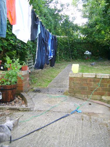 Cat and pigeon - Here's my cat watching a pigeon down the bottom of the garden. He was watching it for ages, but then I realised that the pigeon was probably eating the grass seed that I had just recently sown. So I had to chase it away.