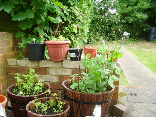 A piccy of my first veg - Here's a piccy of my first lot of veg. Never grown them before!! There are peas, carrots and brocolli. Still in the early stages but they are loving the funny weather we're having the moment. I can't wait to try my first crops!!