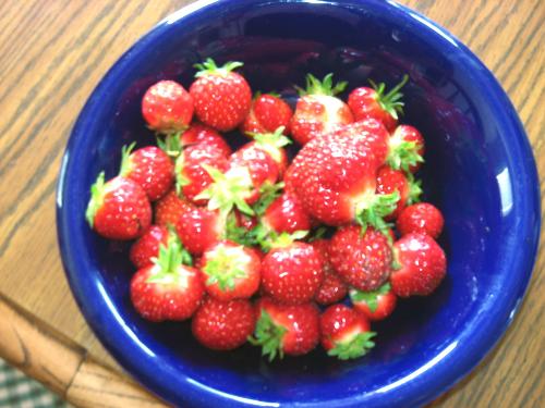 Sweet Strawberries - Picked this morning from my patch (7-8-2008) Sweet Strawberries - Picked this morning from my patch (7-8-2008)