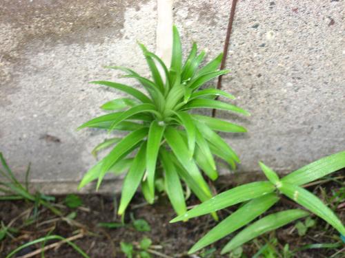 baby Lily - Found this today (Tuesday). baby Lily - Found this today (Tuesday).