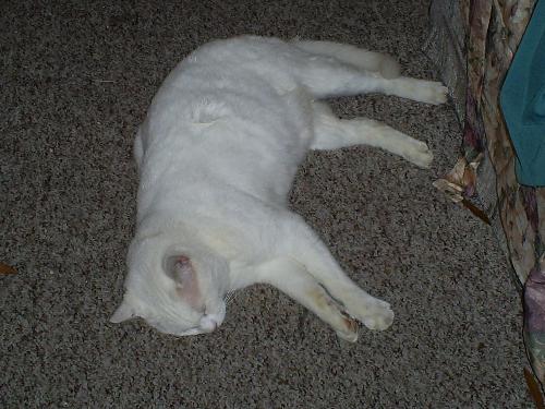 My cat Wilbur - This is my cat Wilbur. We have had him now for 7 years, and hope and pray that we have him a lot longer.