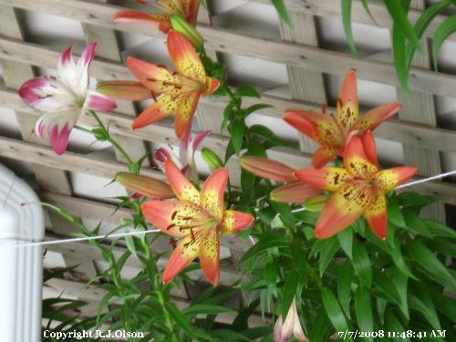 Awesome Lilies - Just another shot of them here.
