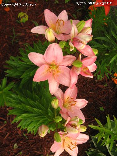 Pretty In Pink -  Many more opened recently.