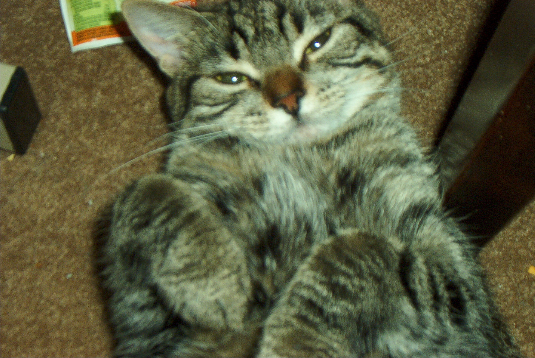 Weebee - This is one of my cutie-pies, Weebee. (Her name started out as Wee Baby because she was so tiny when I got her, and morphed into 'Weebee'. She was taken away from her mother at too early an age and when the novelty wore-off, the previous owner shipped her off to me (I got her at 5 weeks old). For the first month or so, she'd eat nothing but deluxe maccaroni and cheese, and drink nothing except what I had in my glass. She used to literally hang off my plate while I was eating. She was always hungry, and always screaming for food. She would only sleep on my lap or in my arms. She's all grown-up now, but still as goofy as ever. She's graduated to 'real' cat food, but now only drinks water running from the tap...so I carry her into the bathroom at least 10 times a day. But she's worth it.