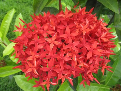 Beautiful flowers - Beautiful flowers. See more flowers here http://blip.tv/file/1061708