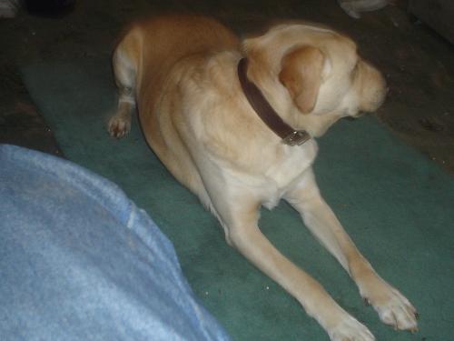 Dog  - nero our rescue dog doesnt really like his picture taken but has always turned over his dish blessed be