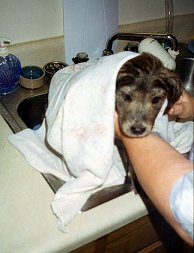 Shelby, as a puppy, getting her first bath at home - Shelby, my Australian Shepherd mix, as a puppy, getting her first bath at home