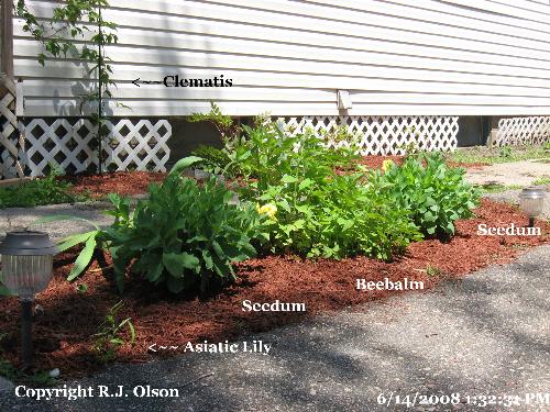 One of My flower beds - This is labled as to what's growing here.