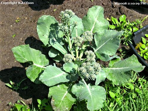 reGrowth - My brocholli regrowth after a few pickings