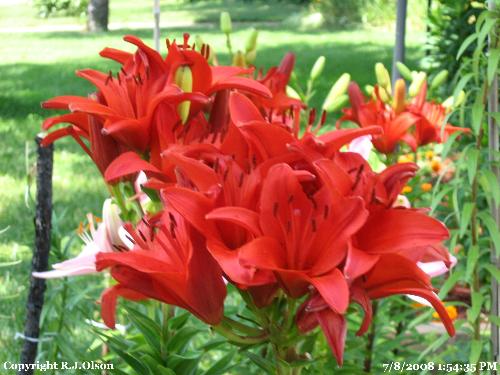 Tiger Lily - The huge cluster nearly all opened up.