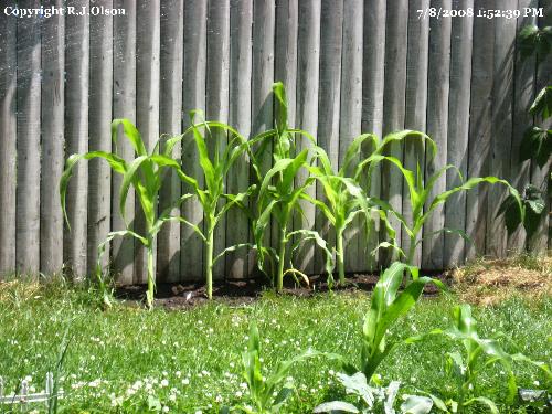 Transplants - 6 more stalks that I have moved from my tomato bed into this area along my back fence Transplants - 6 more stalks that I have moved from my tomato bed into this area along my back fence