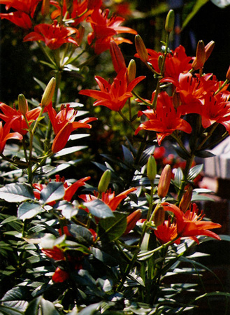 Photo of Lilies in my Neighborhood - image of lilies from in my neighborhood