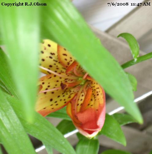 Awesome Shot - A great shot of one of my Asiatic Lilies