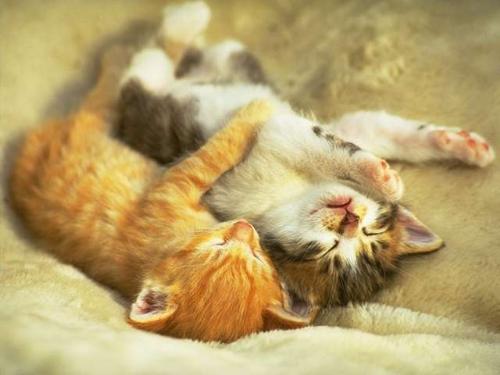 cute kittens - really cute kittens