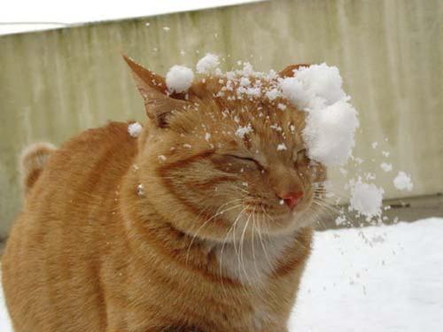 Funny Cat Photos # 1 - It's funny and cute