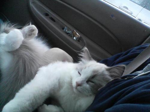 Funny Cat Photos # 2 - Sssshhhh. Keep quite.