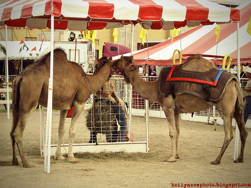 Camels - Camels at the Salem Fair (c) Holly Cromer