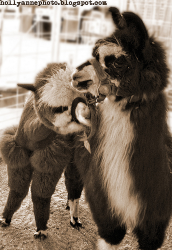 Alpaca - Alpaca at the Salem Fair (c)Holly Cromer