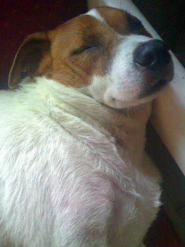my girlfriend's god, sleeping - This is my girlfriend's dog. I am the one who bathes him. He loves sleeping in the bed and in the sofa. I don't really know what his breed is but he is short and wide.