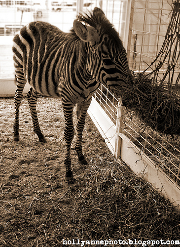 Zebra - Zebra at the Salem Fair (c) Holly Cromer