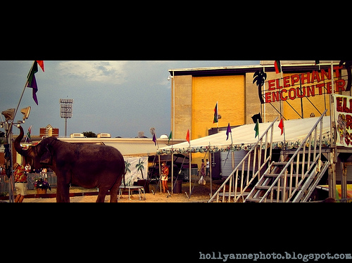 Elephant Experience - Elephant Experience at Salem Fair (c) Holly Cromer