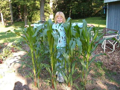Corn almost 5' tall on July 6th. - Almost swallowing my 'scarecrow' up.