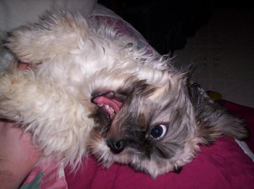 Snapdragon - my quirky puppy - doesnt she look like a gremilin?