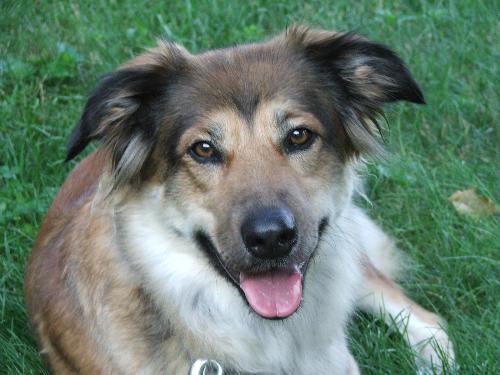 karma - my dog