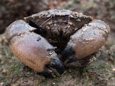 Stone Crabs are awesome. - The are wonderful to eat.