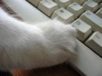 chatterz - i am addicted to chat