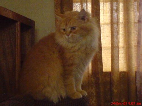 picture purr-fect - this is garfield...pretending to be a model..he loves to pose