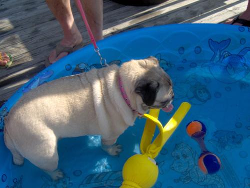 My dog cooling off - My dog Shana in a wading pool