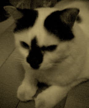 baobei - this is my boy when he was young