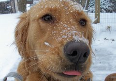 Nugget - Nugget my golden retriever