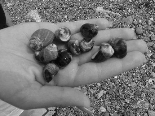 Seashells in hand - Black and white photo I took of seashells in my boyfriends sister's hand.