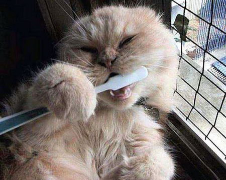 Brush your teeth - Cat brushing it's teeth