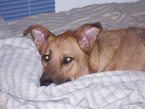 Mia - This is Mia, one of my four dogs.