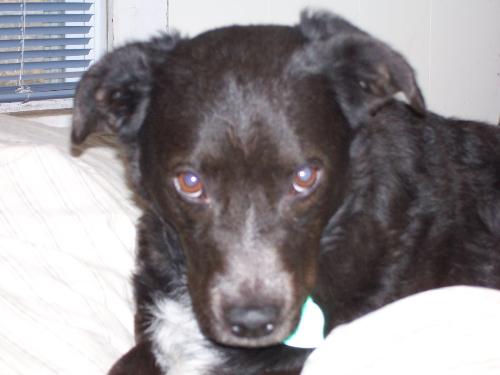 Cooper - Cooper is my oldest dog. He is a Blue Heeler/Cocker Spaniel mix.