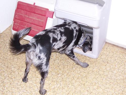 Missy - Missy is my smallest dog. She is an Australian Shepherd mix. I guess it's chowtime.